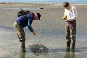 Invasive green crab count hits 87 on Dungeness Spit