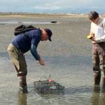 Lorenz Sollmann, deputy project leader at the Washington Maritime National Wildlife Refuge, on right, and volunteer Mark McClelland stand near traps on Graveyard Spit along the Dungeness Spit in June. Traps have been going out 3-5 days a week to capture European green crab, considered one of the worst invasive species on the planet. Photo courtesy of Allen Pleus Washington Department of Fish & Wildlife