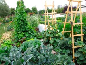 Trellising makes a great use of space in your garden. Submitted photo