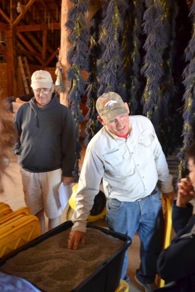 Bruce McCloskey, co-owner of B&B Family Farm, shows visitors on July 16 lavender that will go in pillows and other items. McCloskey and other lavender farmers are preparing for Sequim Lavender Weekend July 21-23, which features more than a dozen farms, the Sequim Lavender Weekend, and much more. Sequim Gazette photo by Matthew Nash
