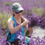 Loving the lavender: A recap of Sequim Lavender Weekend
