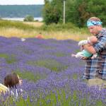 Loving the lavender: A recap of Sequim Lavender Weekend