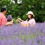 Loving the lavender: A recap of Sequim Lavender Weekend