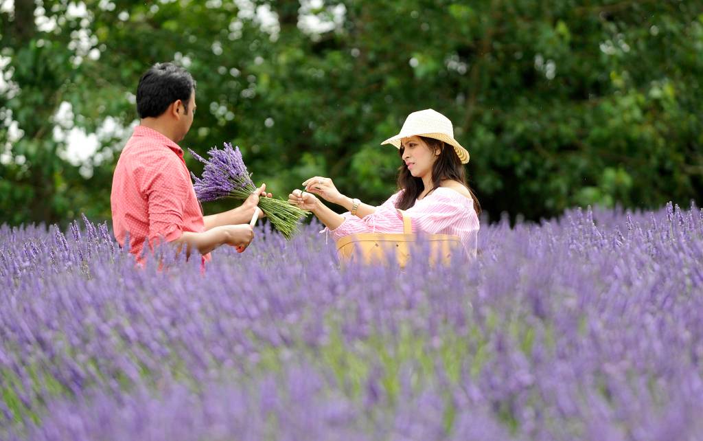 Loving the lavender: A recap of Sequim Lavender Weekend