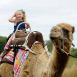 Cassidy Baldwin, 2, of Indianola, enjoys a camel ride aboard Eli the Camel (courtesy of Duneach Farm) at Jardin du Soleil Lavender on July 21. Sequim Gazette photo by Michael Dashiell