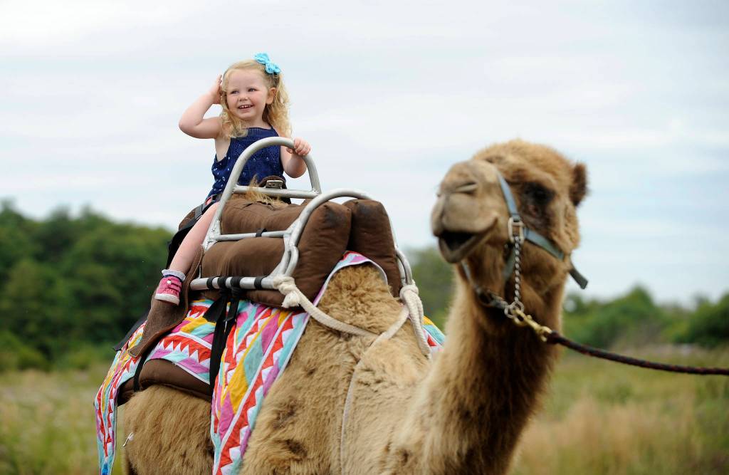 Cassidy Baldwin, 2, of Indianola, enjoys a camel ride aboard Eli the Camel (courtesy of Duneach Farm) at Jardin du Soleil Lavender on July 21. Sequim Gazette photo by Michael Dashiell
