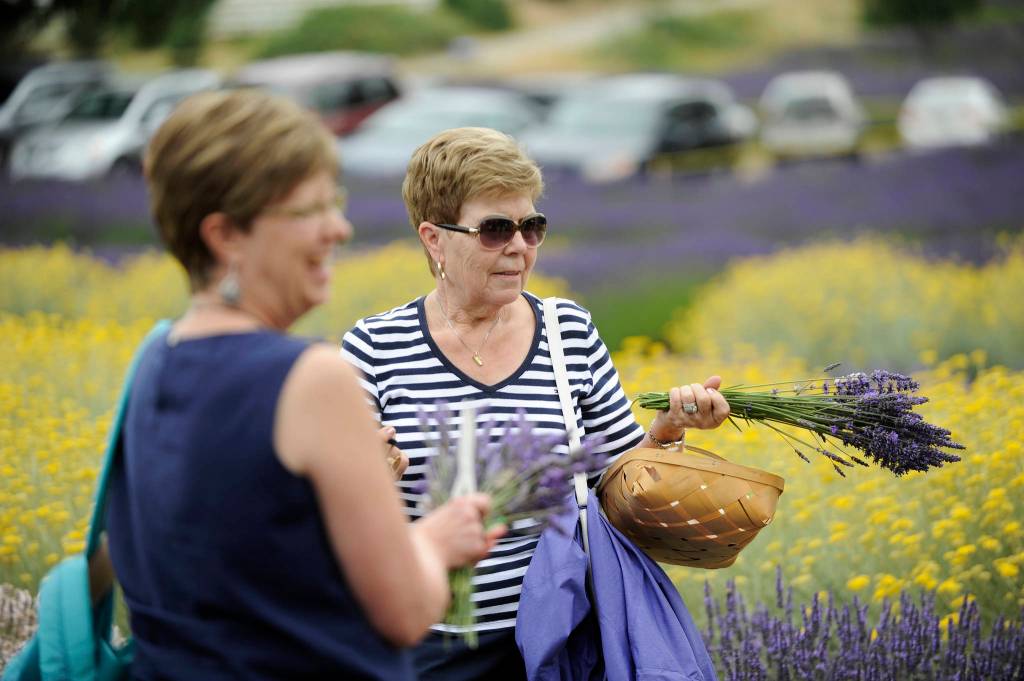 Loving the lavender: A recap of Sequim Lavender Weekend