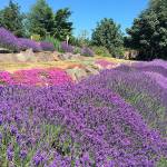 Learn the ins, outs of botanical gardening on the peninsula