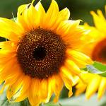 Get It Growing: Set your July gardening calendar