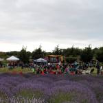 Last year&rsquo;s Jungible Summer Music Series was a hit at Jardin du Soleil Lavender Farm, owners of the farm said. This year it returns with five bands playing each Friday night from July 7-Aug. 4. Photo courtesy of Alana Linderoth