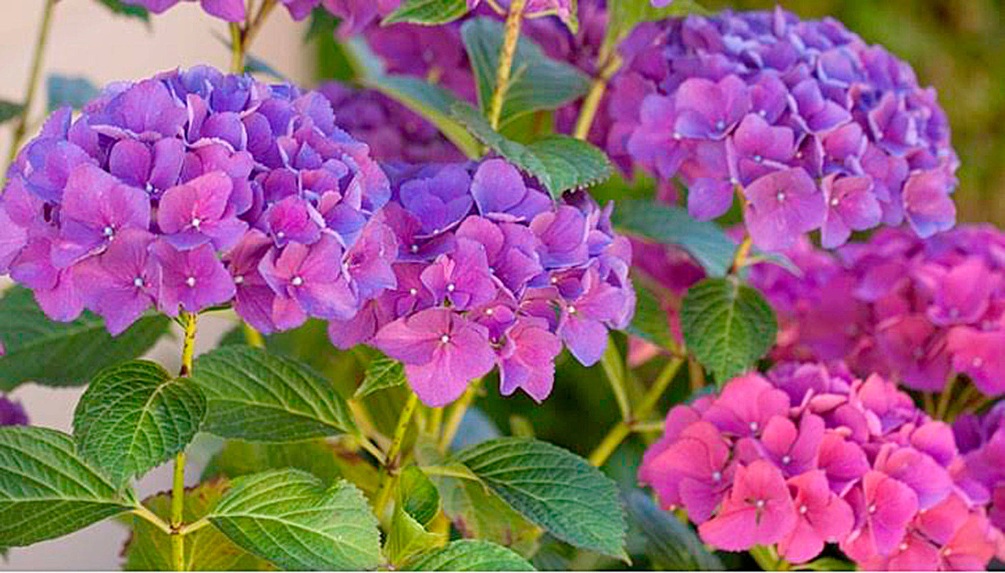 Get It Growing: Set your August gardening calendar