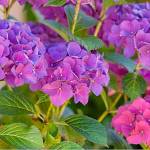 Get It Growing: Set your August gardening calendar