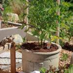 Get It Growing: Tomato maintenance