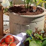 Get It Growing: Tomato maintenance