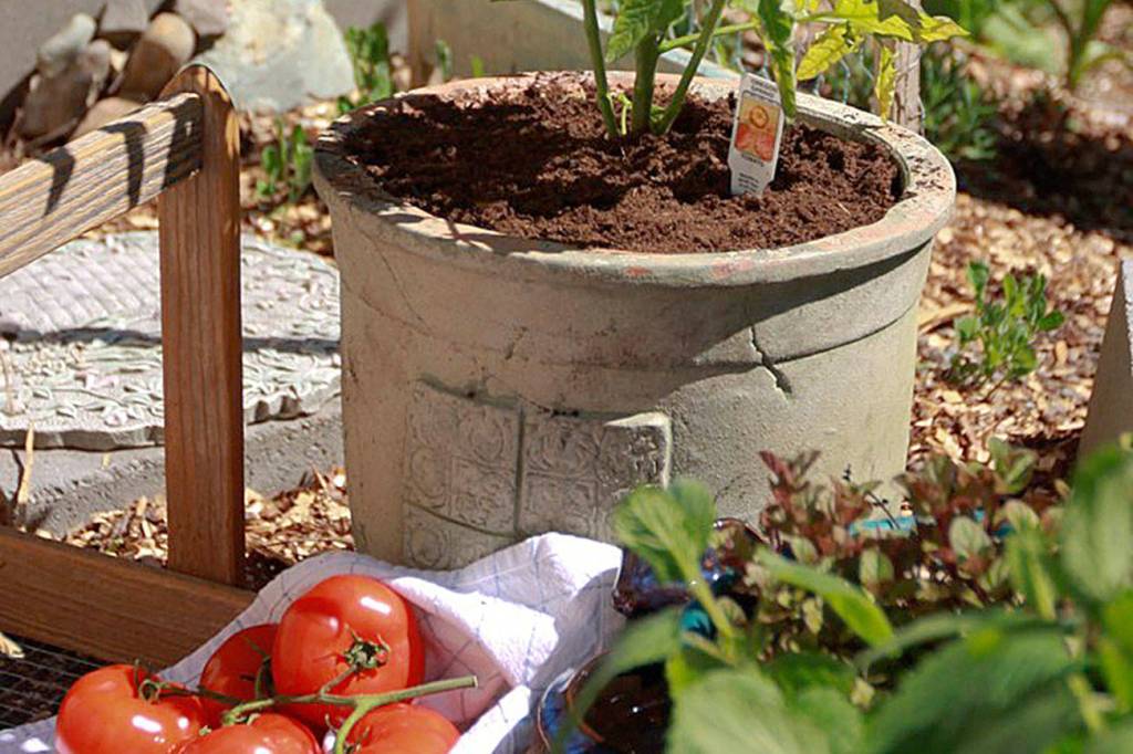 Get It Growing: Tomato maintenance