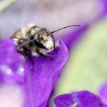 Get It Growing: How to encourage helpful bugs in your garden