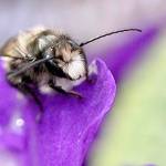 Get It Growing: How to encourage helpful bugs in your garden