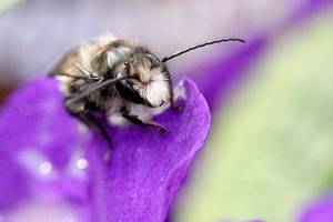 Get It Growing: How to encourage helpful bugs in your garden