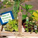 Get It Growing: Short season fall vegetable gardening