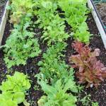 Get It Growing: Short season fall vegetable gardening