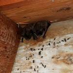 Two bats roost in a structure at the Dungeness Fish Hatchery in Sequim where local biologists took bat guano and swab samples to send in for testing of white-nose syndrome. Submitted photo