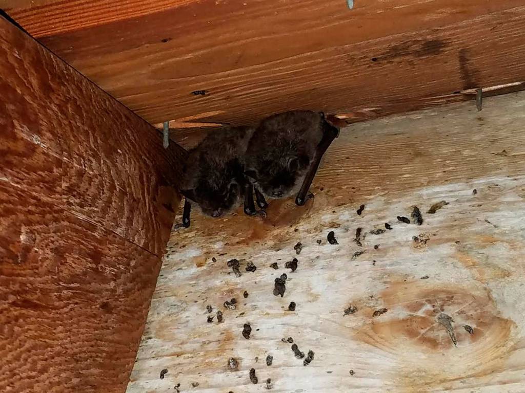 Two bats roost in a structure at the Dungeness Fish Hatchery in Sequim where local biologists took bat guano and swab samples to send in for testing of white-nose syndrome. Submitted photo