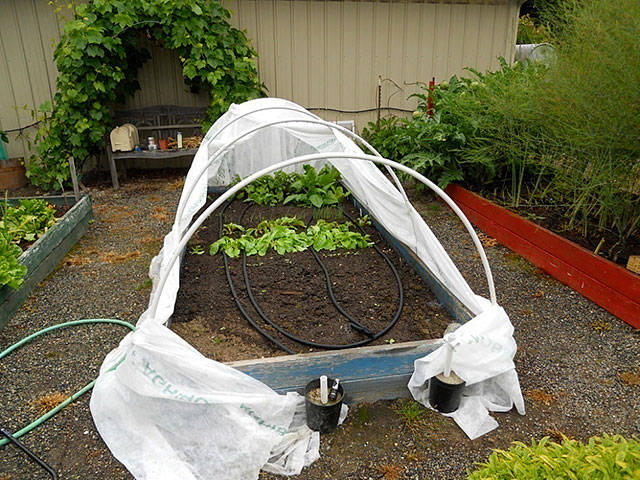 Get It Growing: Heat up, you veggies!