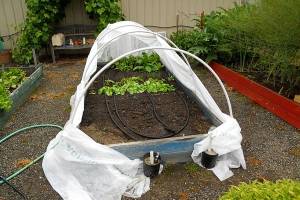 Get It Growing: Heat up, you veggies!