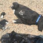 Stolli the dog statue stolen from memorial and found in pieces