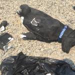 Clallam County Sheriff&rsquo;s Office deputies continue to investigate a theft of an estimated $500 dog statue from 
Sequim that memorialized a popular dog, Stolli, who greeted locals as they traveled by the corner of Hendrickson Road and Priest Road. Photo courtesy of the Cassidy Family