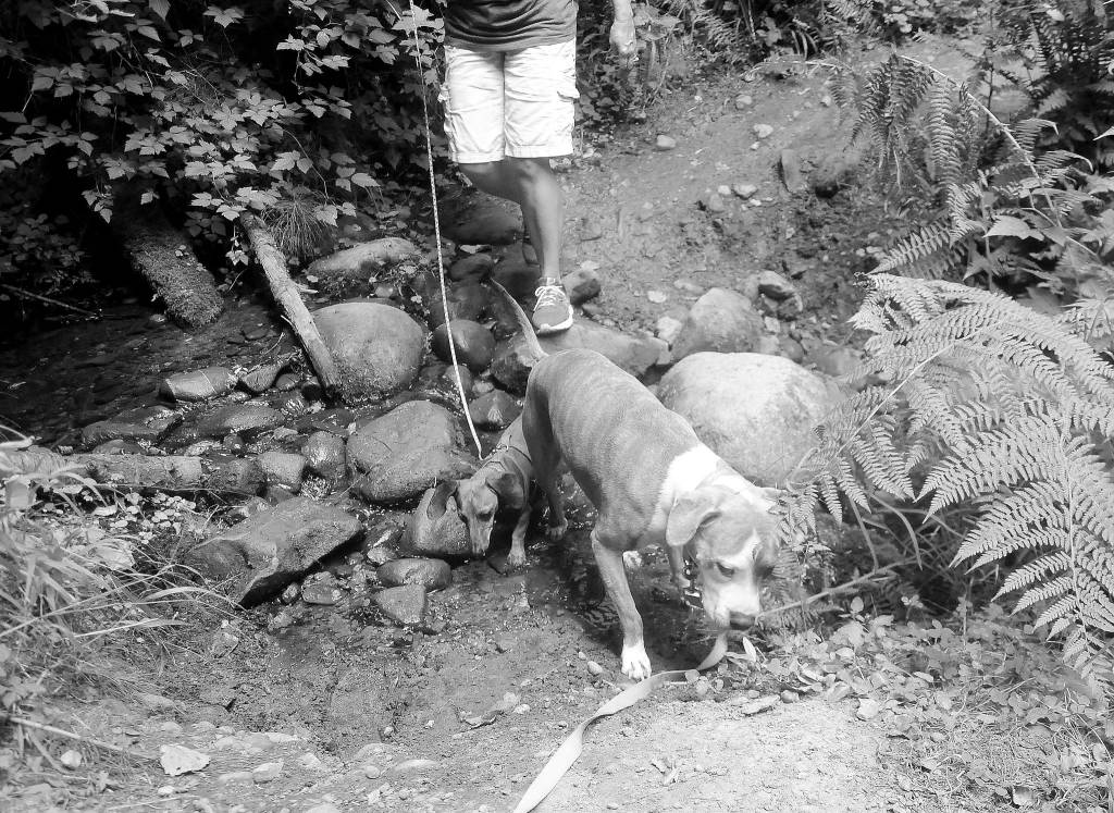 On the Trail: Day trip delight on the Gray Wolf Trail