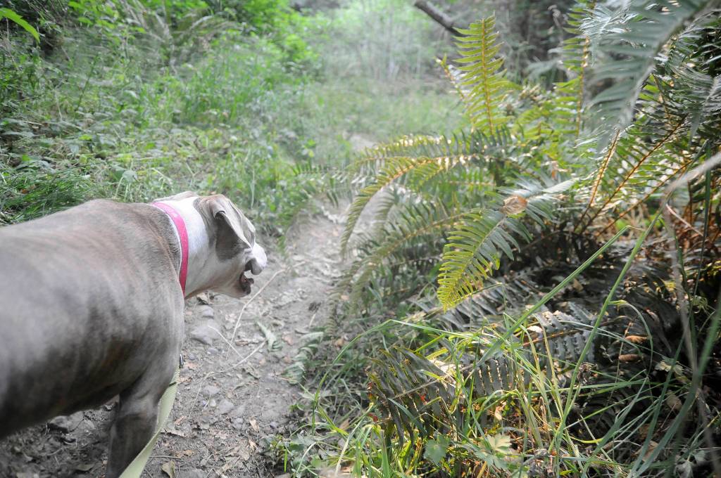 On the Trail: Day trip delight on the Gray Wolf Trail