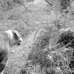 On the Trail: Day trip delight on the Gray Wolf Trail