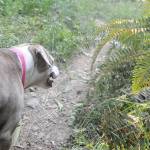 On the Trail: Day trip delight on the Gray Wolf Trail