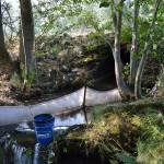 Soon, this 5-foot wide steel culvert in Matriotti Creek will be replaced with a 10-foot by 19-foot box culvert to open upwards of 5 miles of fish habitat. Sequim Gazette photo by Matthew Nash