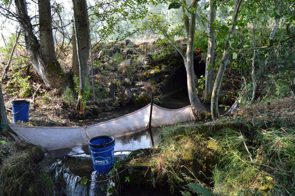 Soon, this 5-foot wide steel culvert in Matriotti Creek will be replaced with a 10-foot by 19-foot box culvert to open upwards of 5 miles of fish habitat. Sequim Gazette photo by Matthew Nash