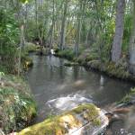 Soon a 5-foot wide steel culvert in Matriotti Creek will be replaced with a 10-foot by 19-foot box culvert to open upwards of 5 miles of fish habitat. Sequim Gazette photo by Matthew Nash