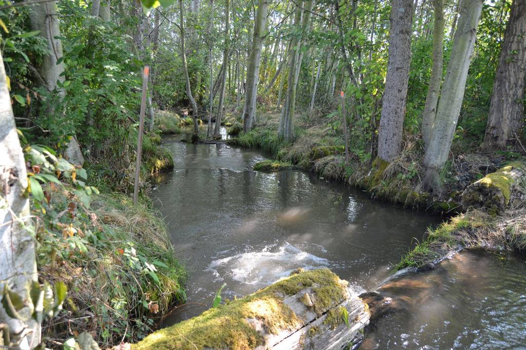 Soon a 5-foot wide steel culvert in Matriotti Creek will be replaced with a 10-foot by 19-foot box culvert to open upwards of 5 miles of fish habitat. Sequim Gazette photo by Matthew Nash