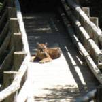 Photo courtesy of Olympic National Park