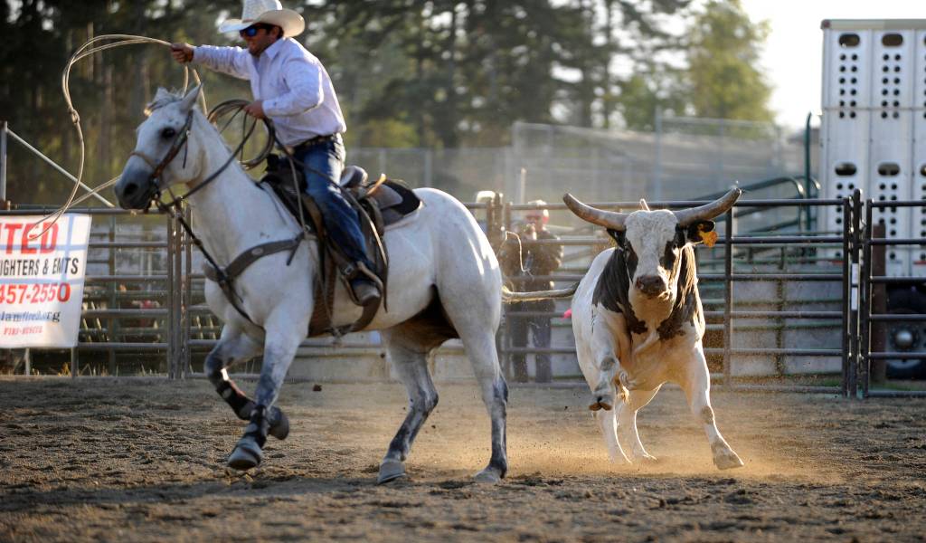 Sometimes the bull wins … Sequim Gazette photo by Michael Dashiell