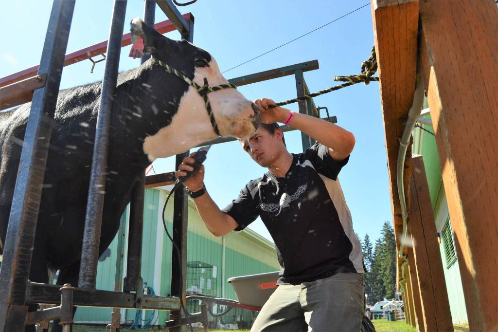 Edwin Albright, 17, of Port Angeles, and Pure Country 4-H, readies Earl the cow for a showing at the Clallam County Fair. Sequim Gazette photo by Matthew Nash