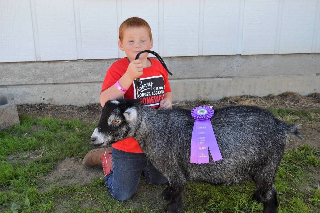 Above, Timothy Seelye, 8, of the 4-H Cloverbuds program, won grand champion for his goat Jager at the Clallam County Fair. Sequim Gazette photo by Matthew Nash
