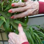 Julie Tarbuck of Sequim investigates her lily&rsquo;s stem that is flat and elongated after its bulb fasciated sometime in the winter/spring meaning its cells divided causing the uncommon growth pattern. Sequim Gazette photo by Matthew Nash