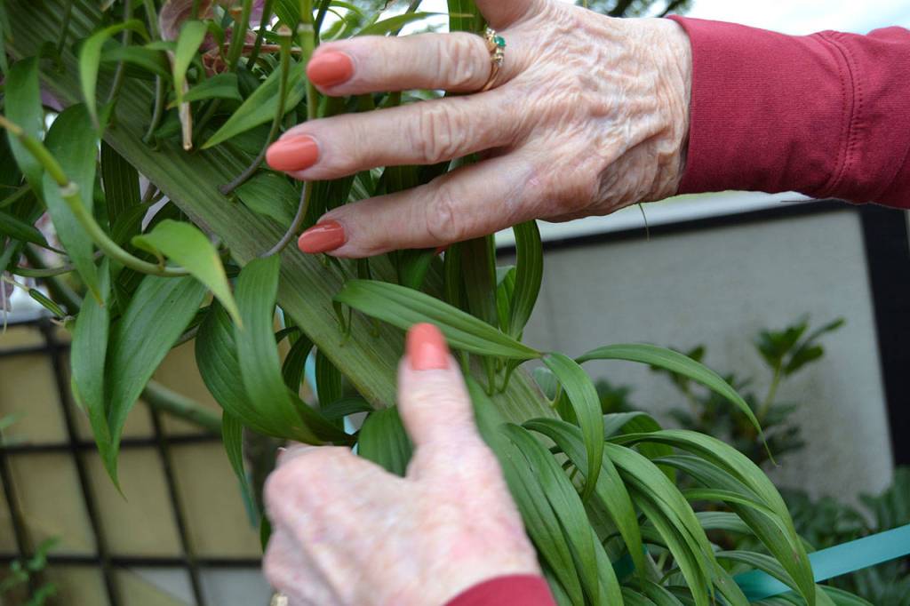 Julie Tarbuck of Sequim investigates her lily&rsquo;s stem that is flat and elongated after its bulb fasciated sometime in the winter/spring meaning its cells divided causing the uncommon growth pattern. Sequim Gazette photo by Matthew Nash