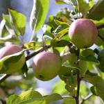 Get It Growing: September gardening activities