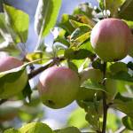 Get It Growing: September gardening activities