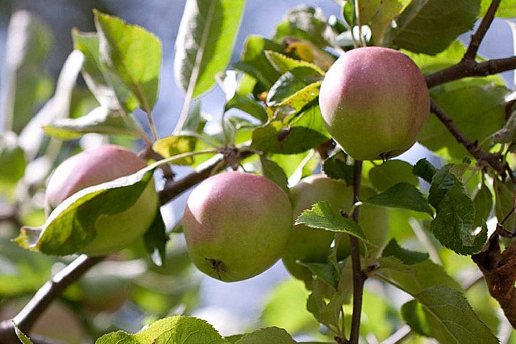 Get It Growing: September gardening activities