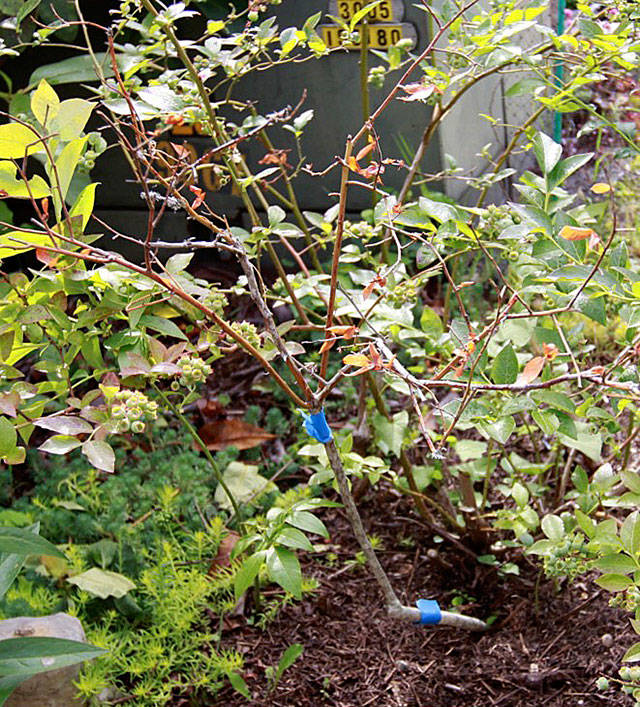 Get It Growing: Pruning your trees and shrubs, Part I (When to prune)