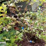 Get It Growing: Pruning your trees and shrubs, Part I (When to prune)