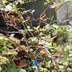 Get It Growing: Pruning your trees and shrubs, Part I (When to prune)